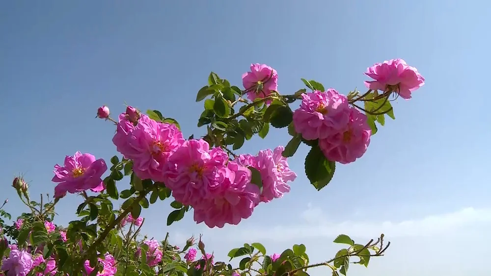 شهر گل محمدی ایران